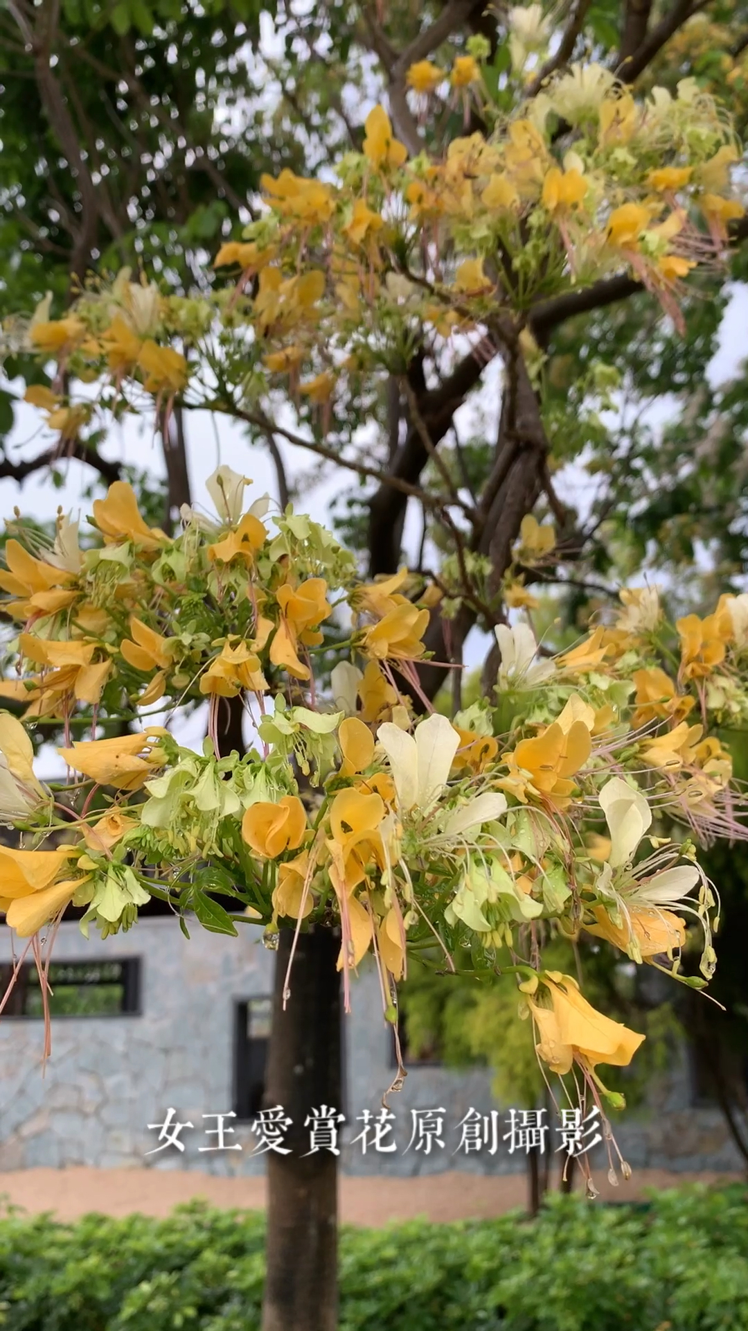 满树繁花