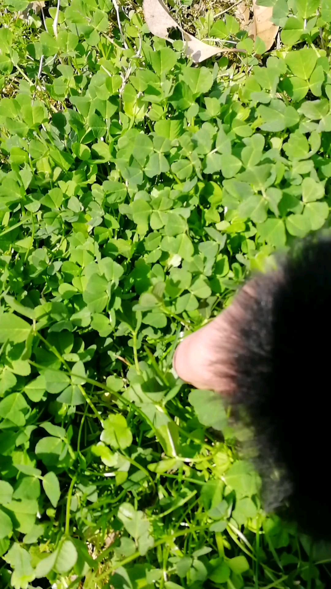 採野生的金花菜