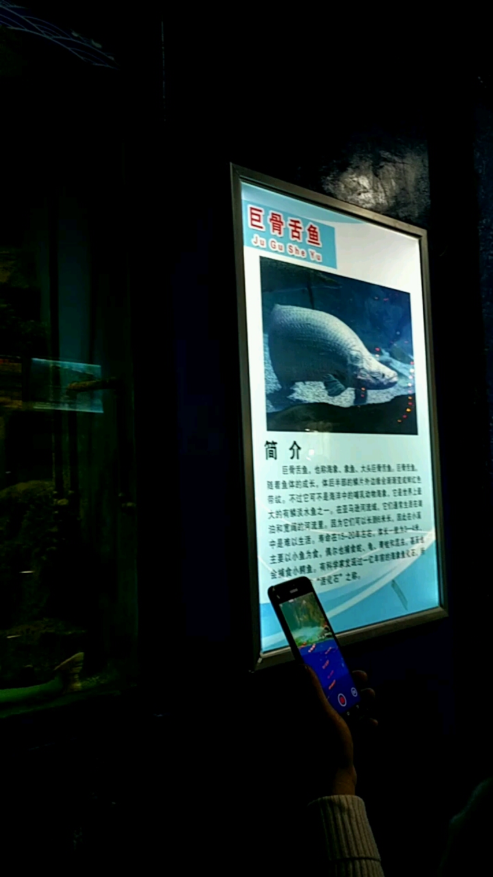 刺骨鱼