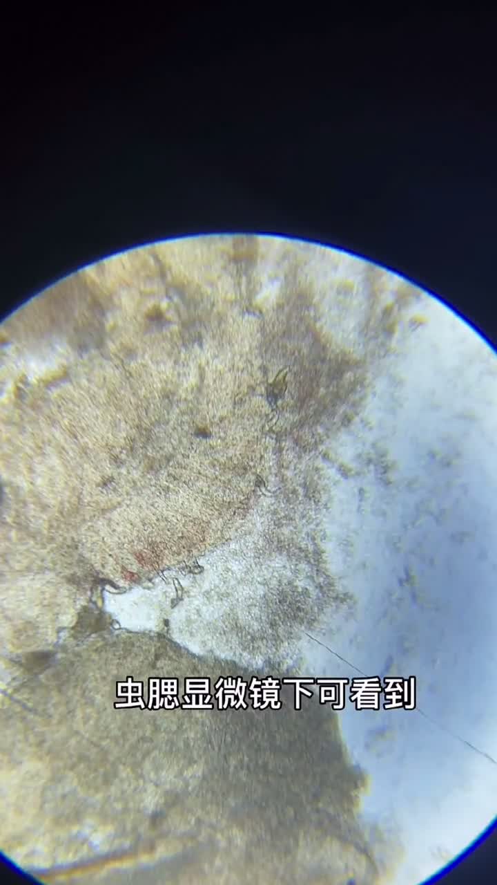 苦恼的金鱼腮病,怎么判断?