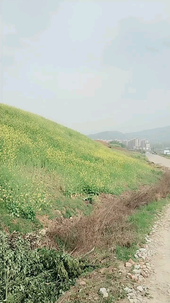 满山的油菜花,已经结子了。