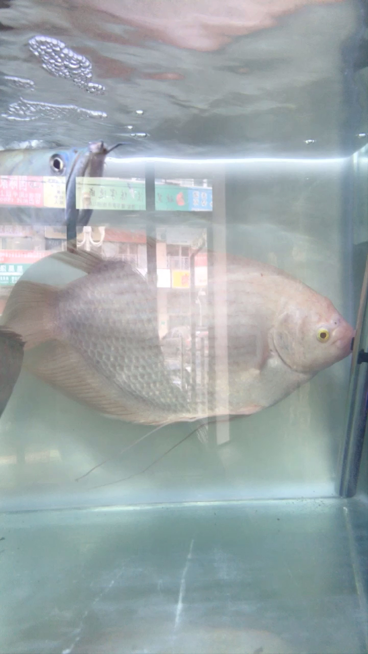 银龙,招财,双剑侧