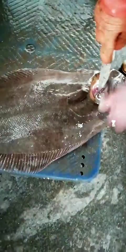 新鲜鸦片鱼放血