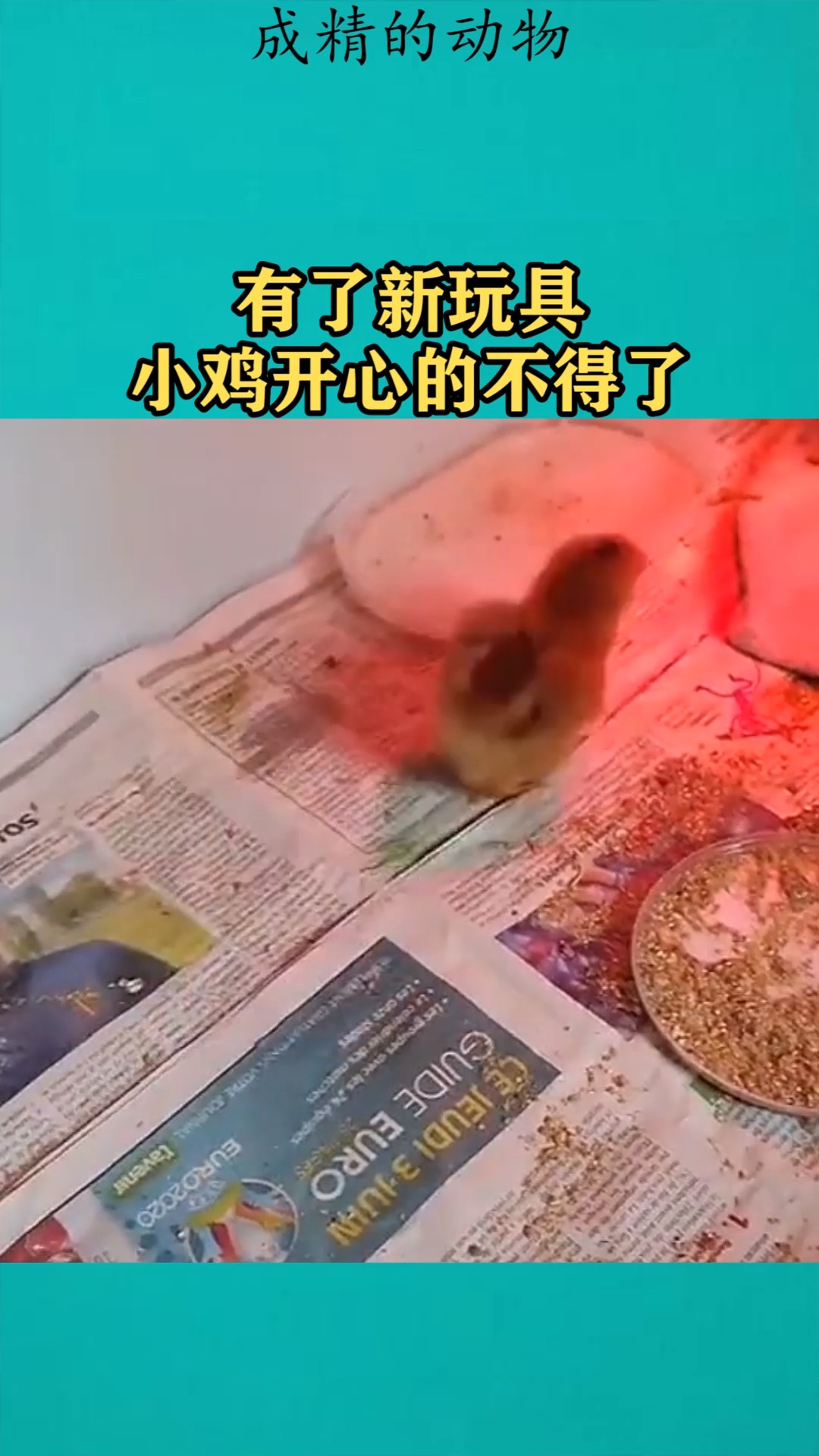 #我要上热门#有了新玩具,小鸡仔开心的不得了!