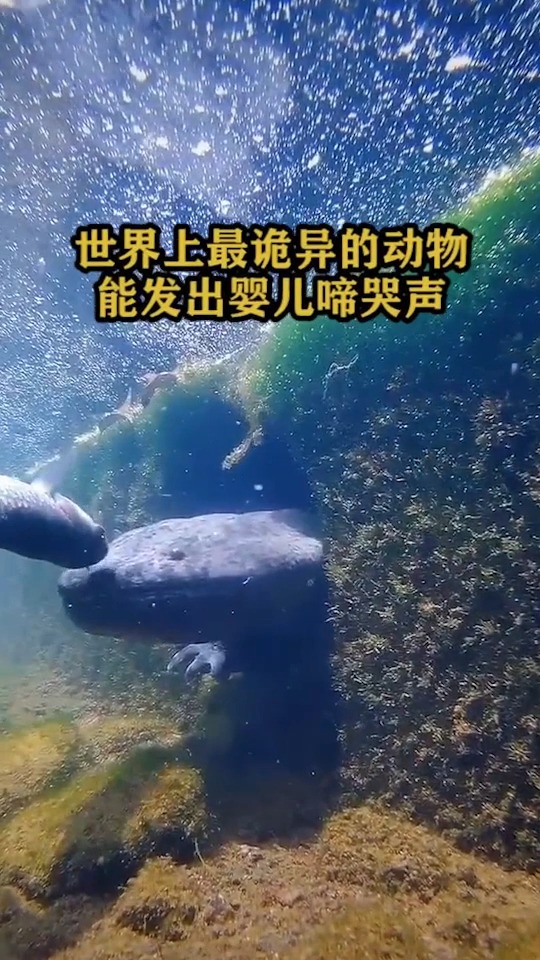 世界上最珍贵的神秘生物,长相非常的怪异,还能发出小孩的哭声!