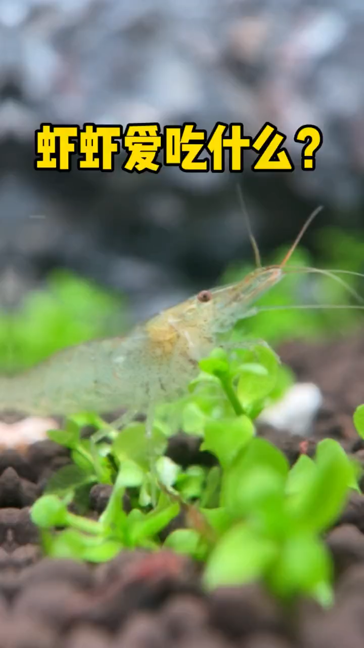 河虾吃什么食物 