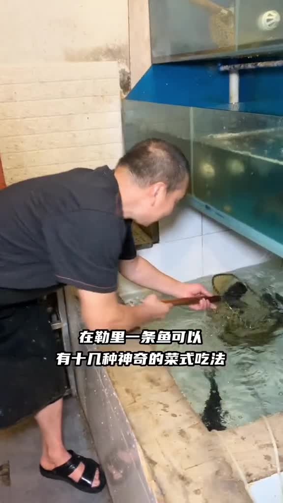 浪计划一鱼十几种吃法连鱼香肉丝都是真鱼肉做的全鱼宴了解一下美食我和我的家乡美食重庆美好推荐
