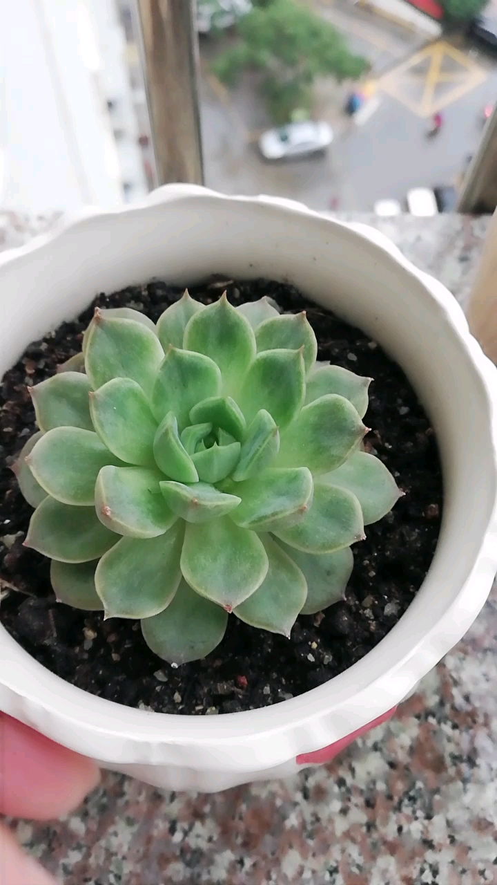 #我怎么这么好看#多肉玫瑰夫人,好久没太阳,都长成绿色的啦。