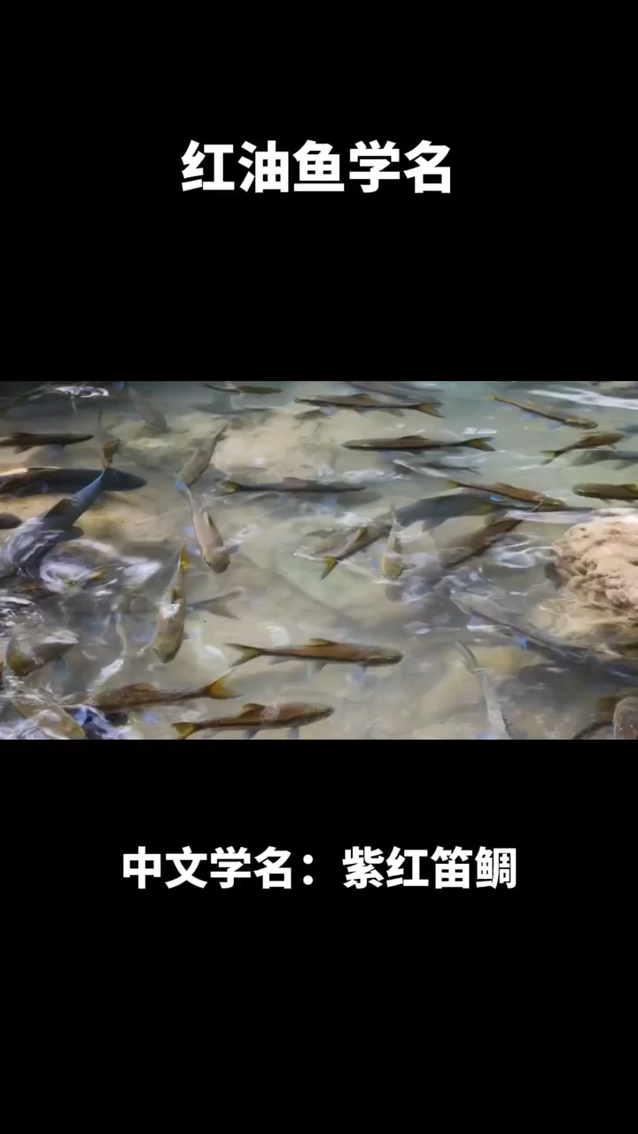 红油鱼学名   
