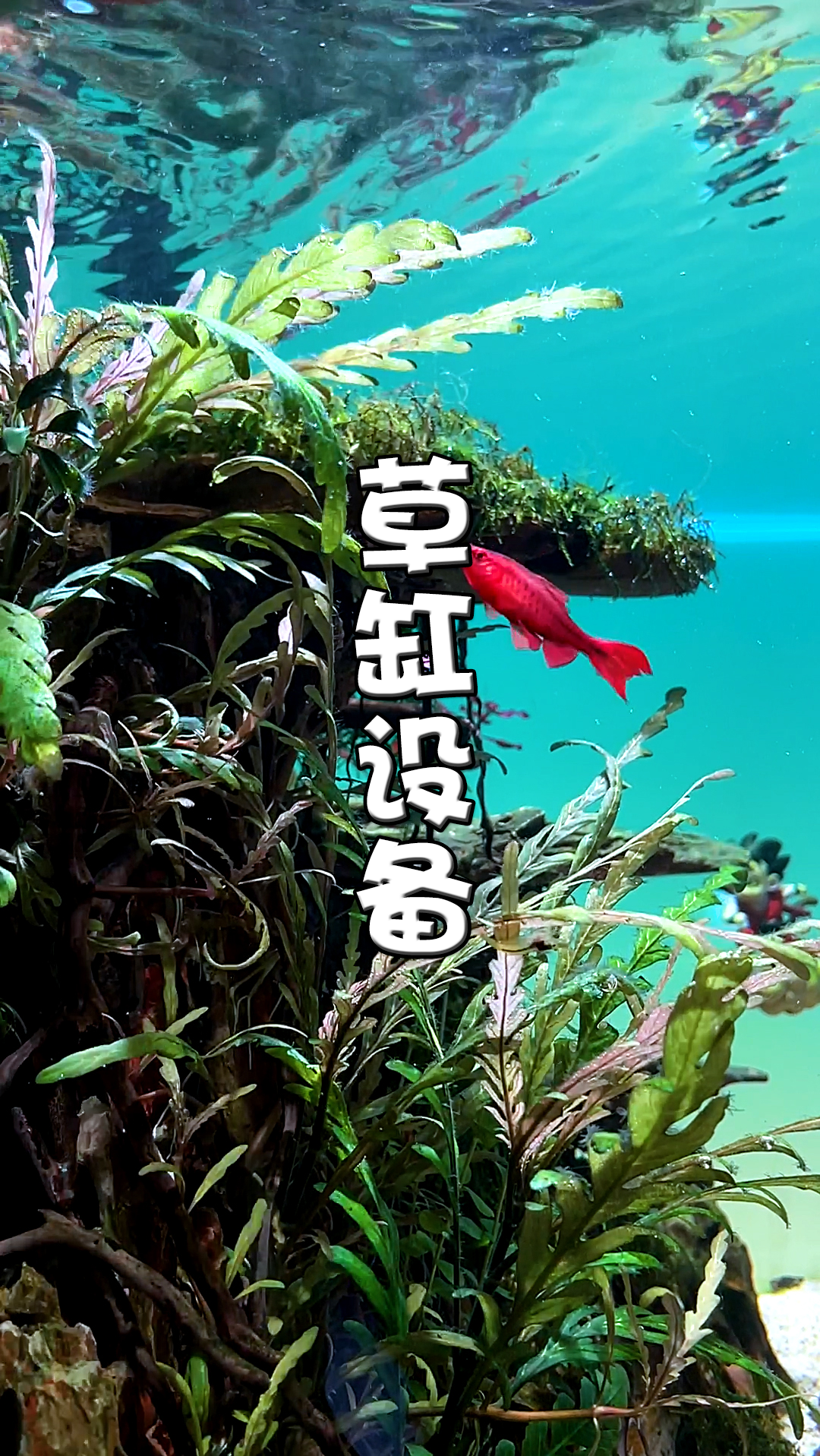 #鱼缸#一条半年没人管的樱桃灯...发色居然这么妖艳了