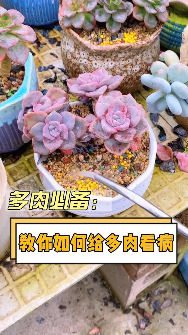 #有一种可爱叫多肉!#今天教你们,多肉植物生病了怎么治?#多肉 #多肉植物#多肉养护