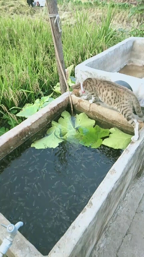 小猫斗鱼