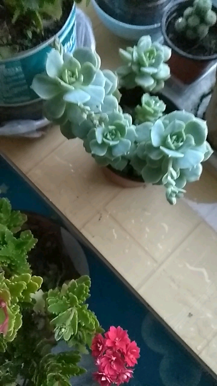 多肉要开花了