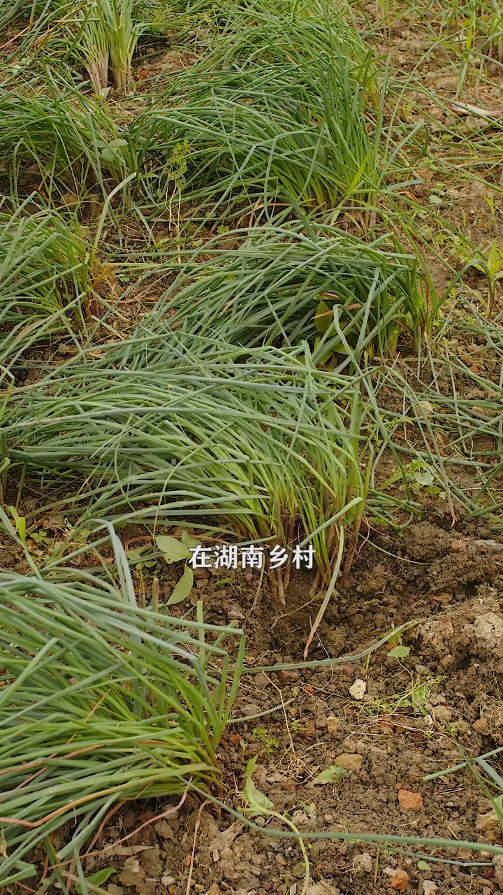 #美食#你认识这种蔬菜吗?湖南人喜欢用它做成夏天的下饭菜,酸甜爽口,好吃又下饭。