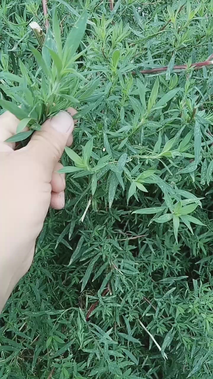 扫帚菜百分之九十都没吃过