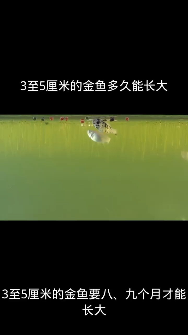3至5厘米的金鱼多久能长大