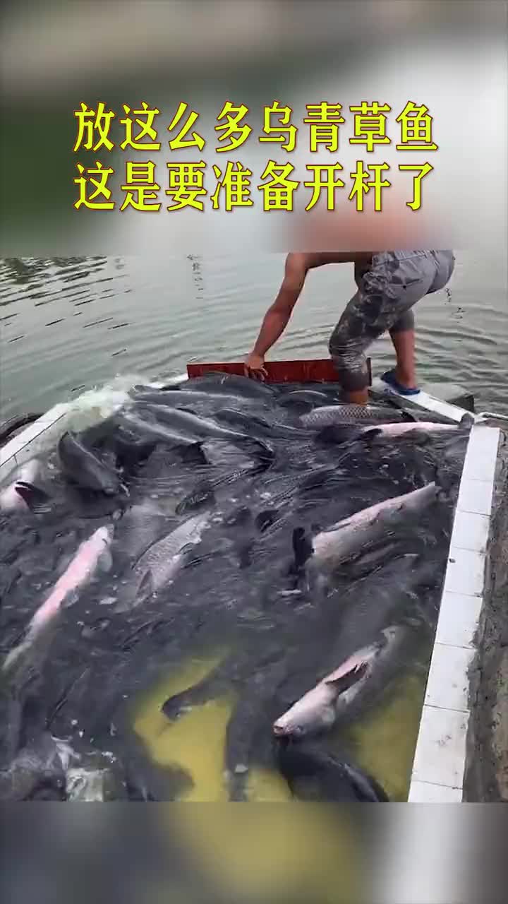 鱼塘老板下血本了,放这么多乌青草鱼,这是要准备开杆了!