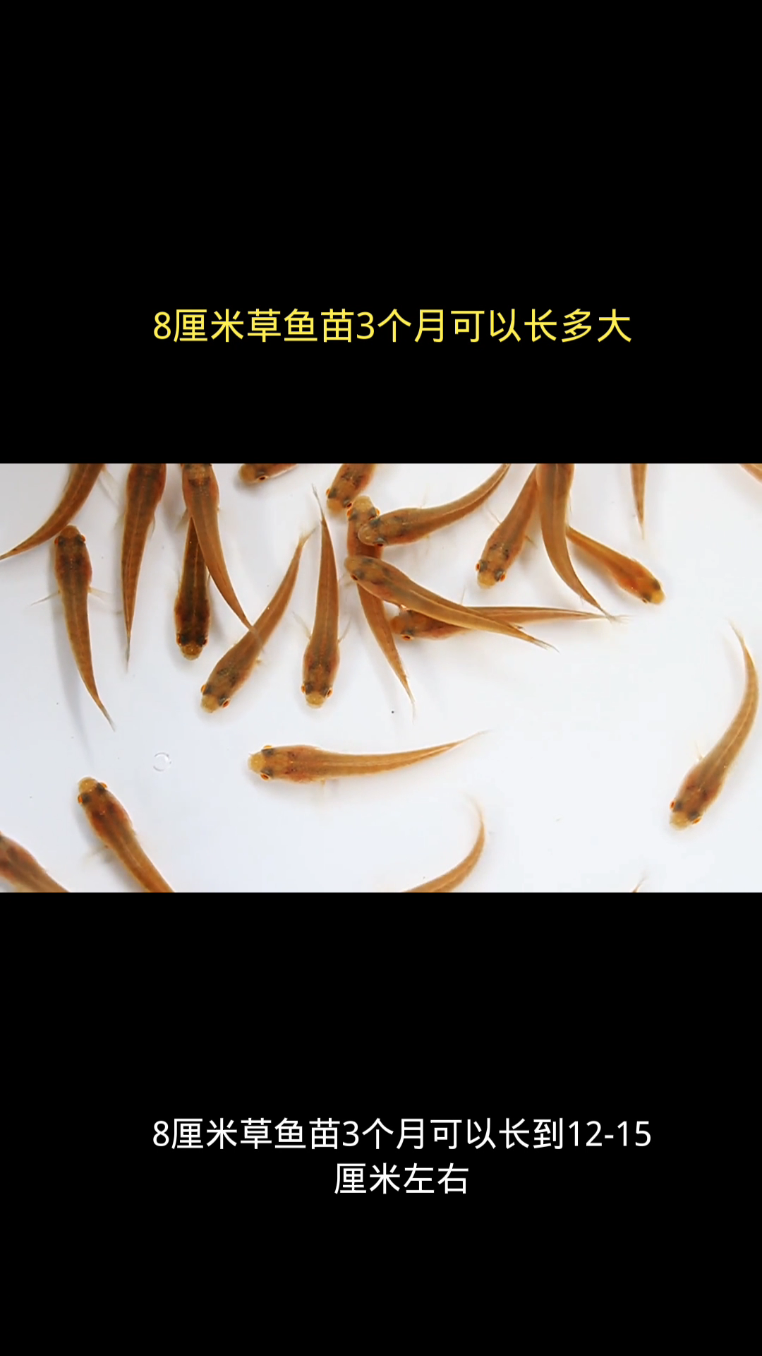 8厘米草鱼苗3个月可以长多大
