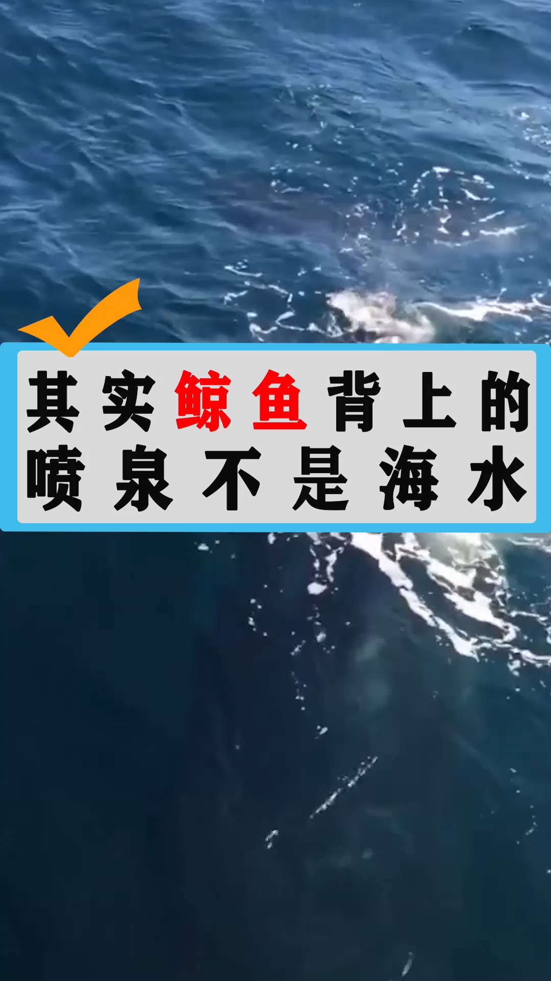 其实鲸鱼背上的喷泉不是海水