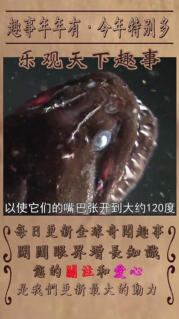 神秘深海动物之蝰鱼