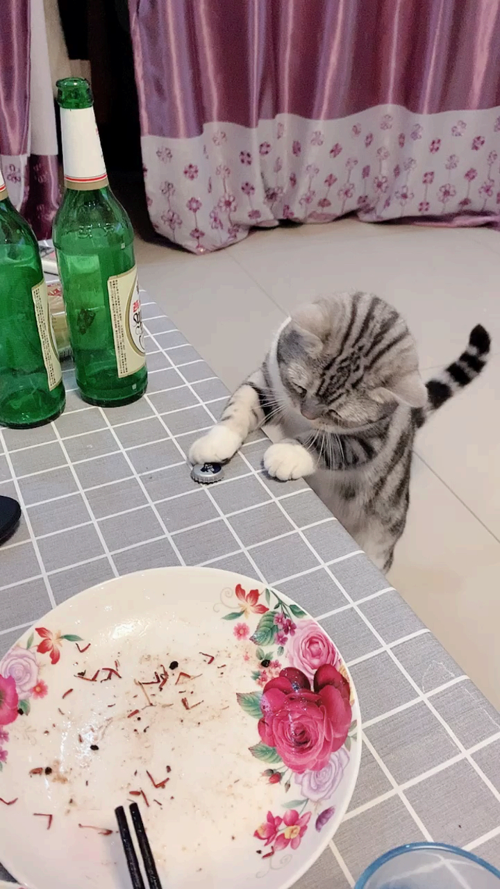 #猫#淘气包子说的就是你吧!欠登的