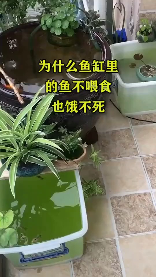 #搞笑视频#为什么鱼缸里的鱼不喂食也饿不死