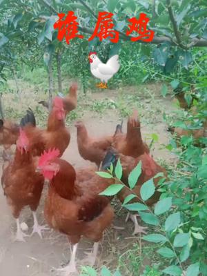 谁属鸡?93年的鸡 双喜临门 ,81年的鸡升官发财 69年的鸡横财入宅57年的鸡健康长寿 