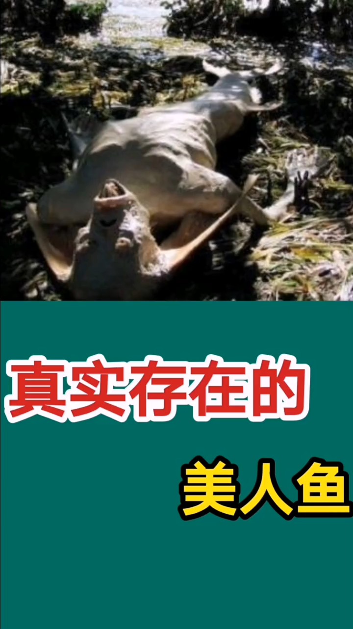 #奇闻异事#真实存在的美人鱼,不是童话里存在的