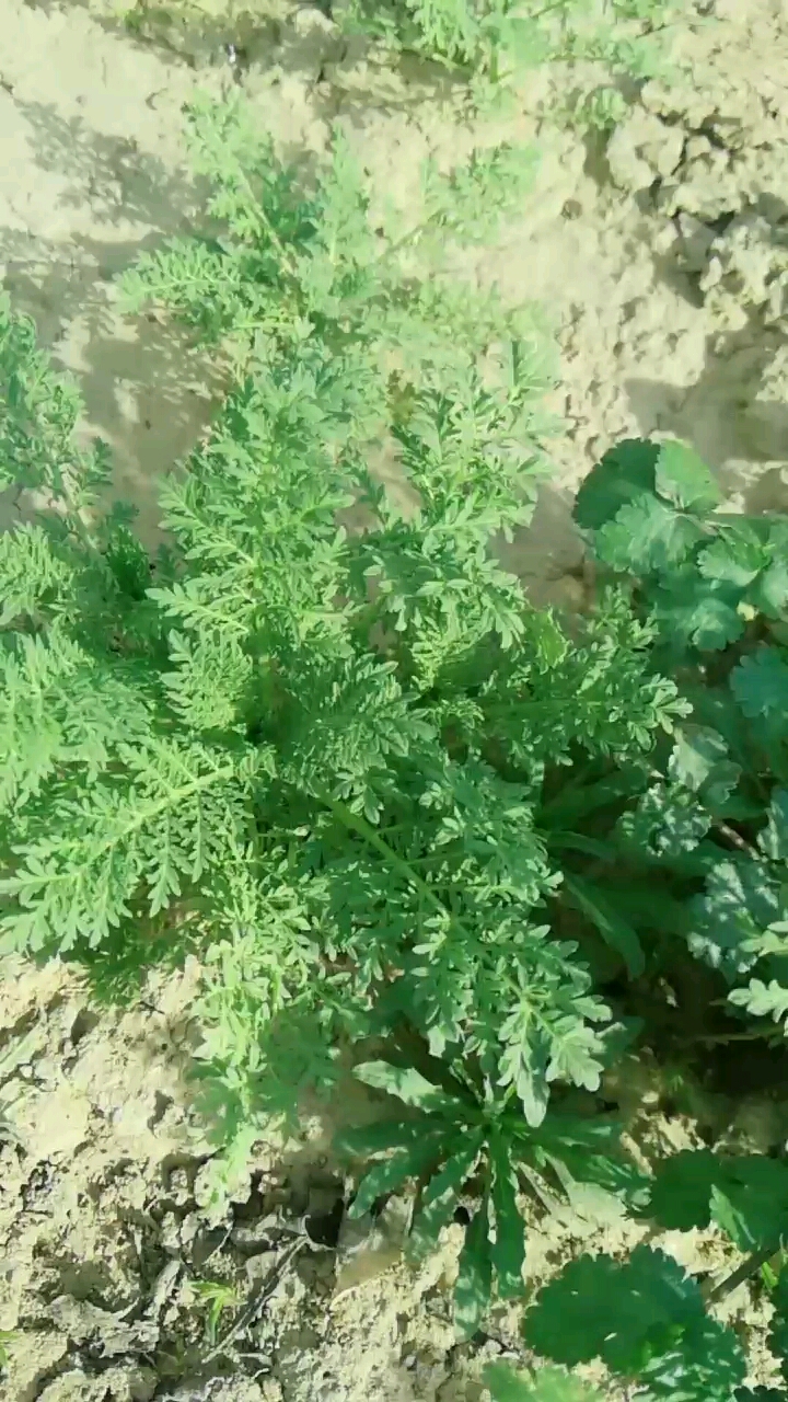 米米蒿蒸菜很好吃,不知道咋吃的请回话,我会教你怎么做的。