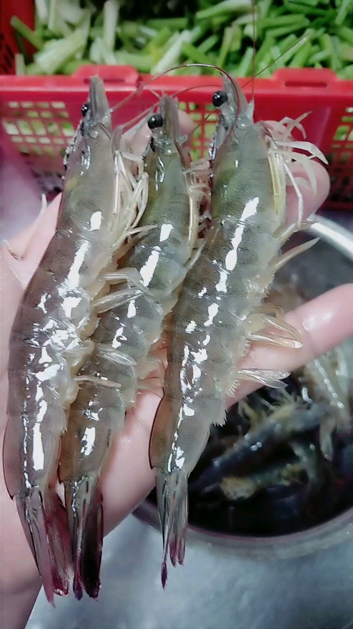 大海虾