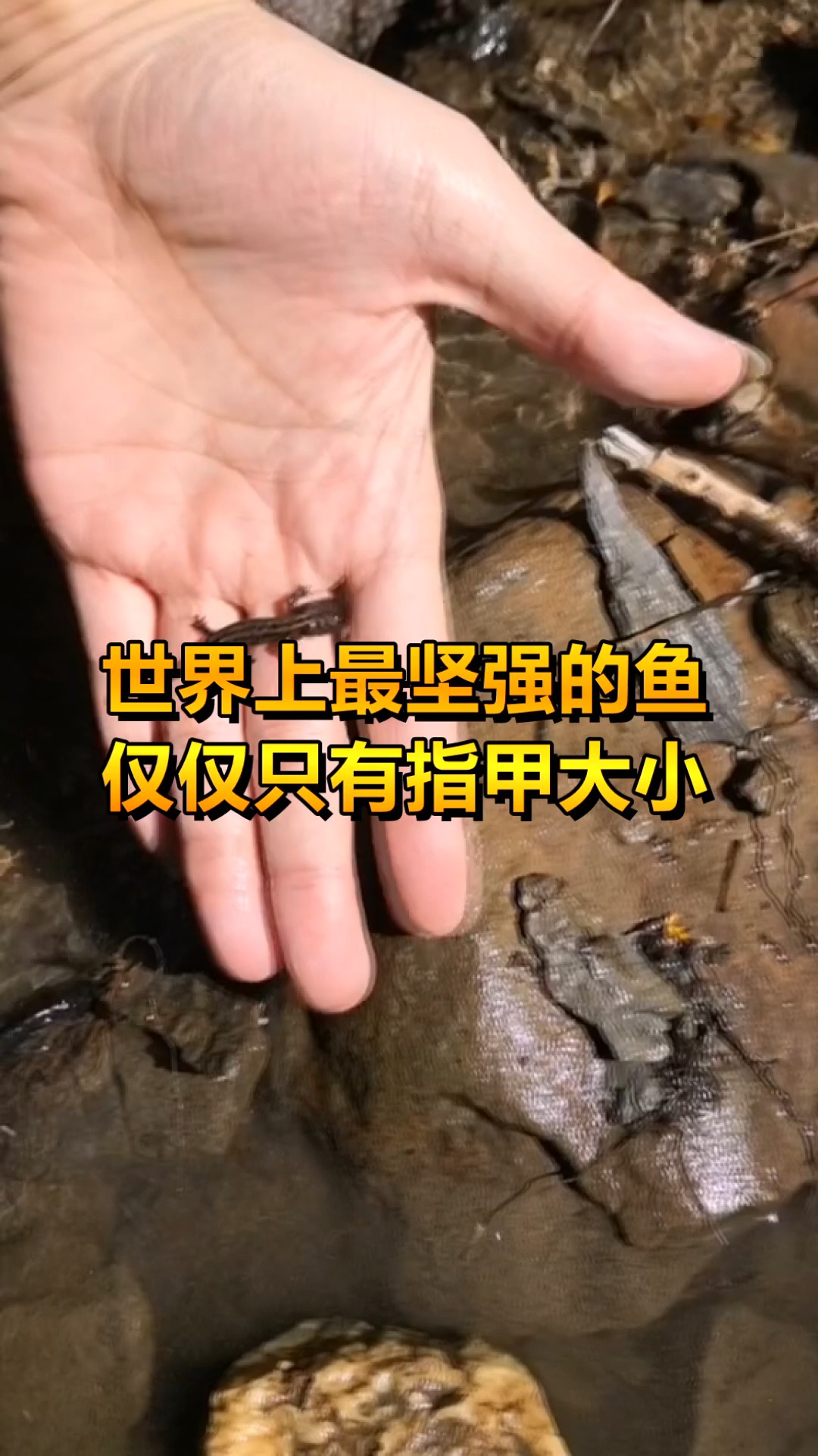 世界上最坚强的鱼,仅仅只有指甲大小,你知道是什么鱼吗?
