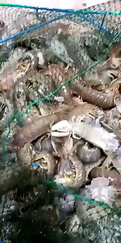 濑尿虾=皮皮虾=虾蛄=虾耙子