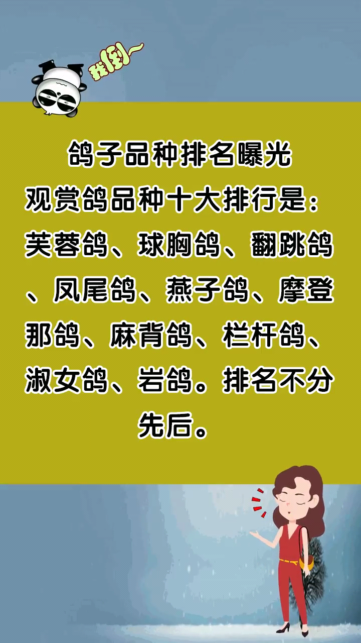 鸽子品种排名曝光