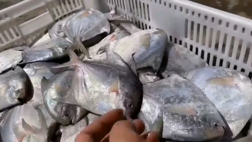 双十一狂欢 鲳鱼中的贵族当属白鲳鱼啦,最地道的本地做法就是清蒸
