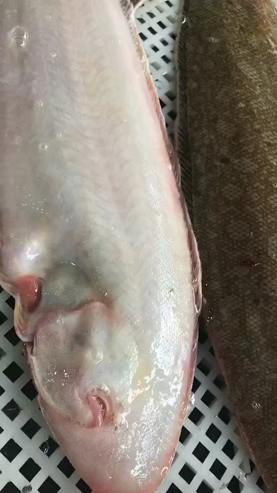 野生龙利鱼