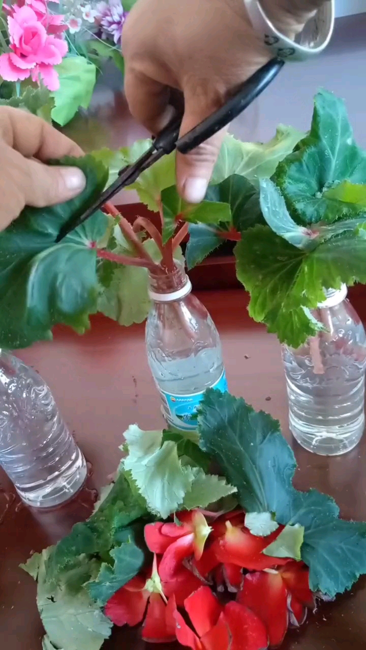 花友们夫妻海棠长成这样就得把叶片剪下来