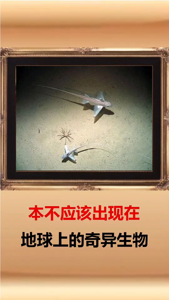 本不应该出现在地球上的奇异生物,兔子鱼应该吃什么,是吃胡萝卜吗