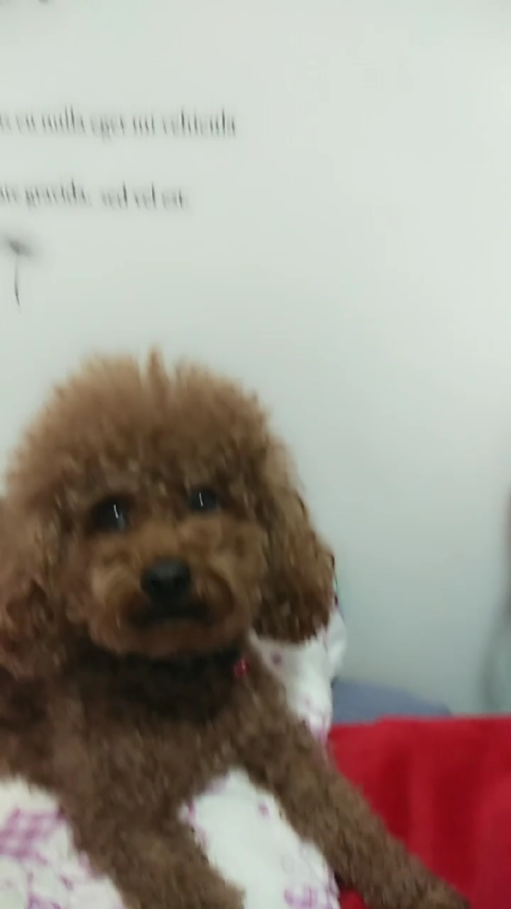 小样的鸡眼了还要咬人呢?