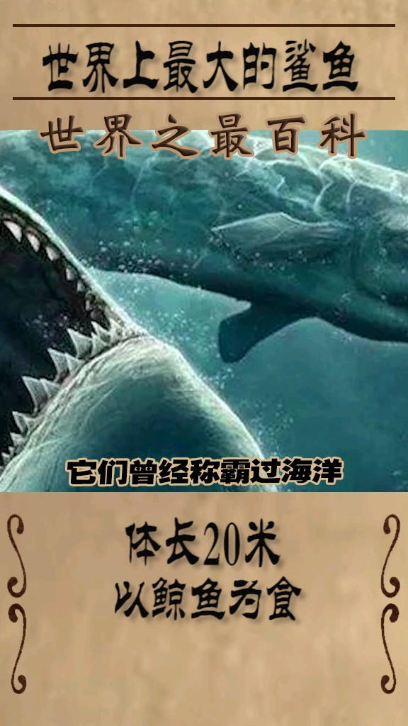 #海底世界#世界上最大的鲨鱼,体长20米以鲸鱼为食,其它鱼类都是它的小零食