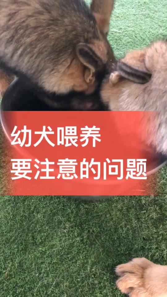 幼犬喂养要注意的问题 一 #狗 #宠物 #训犬 #萌宠