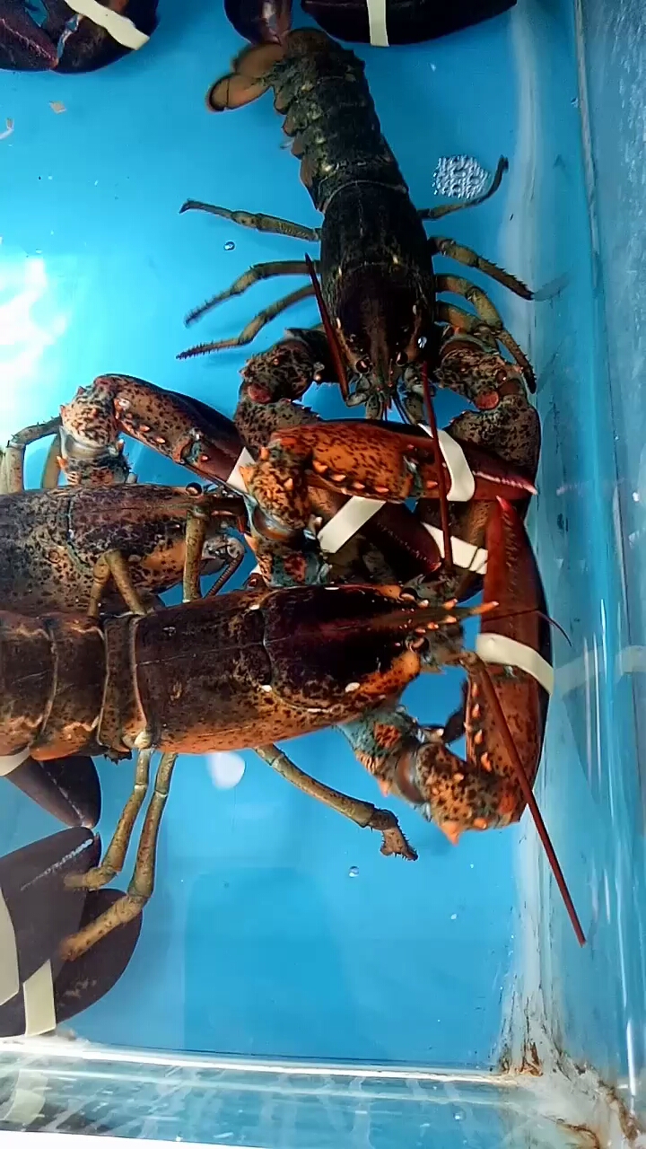 活吃大波士顿龙虾