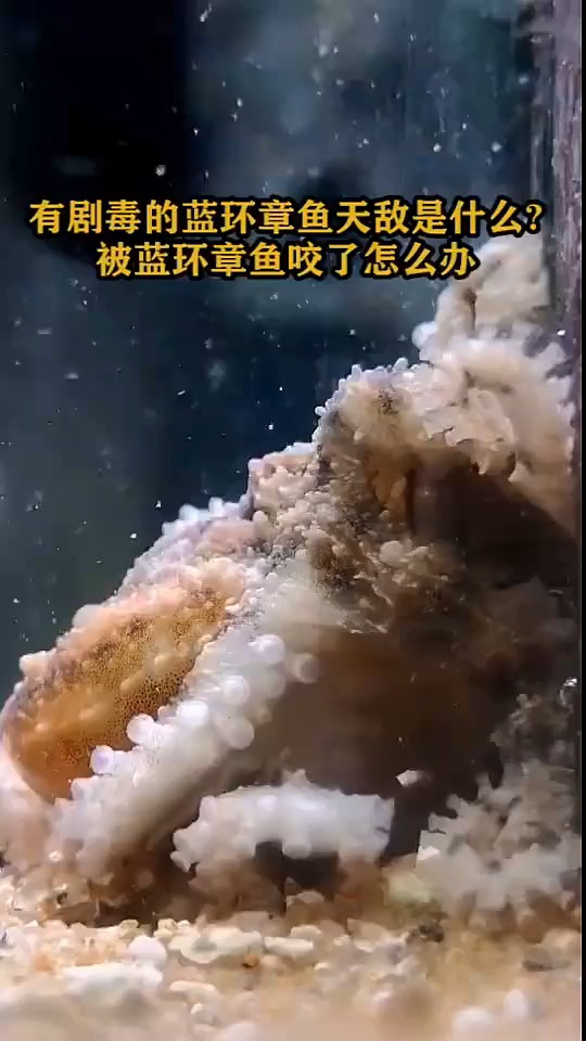 有剧毒的蓝环章鱼天敌是什么,被蓝环章鱼咬了怎么办?