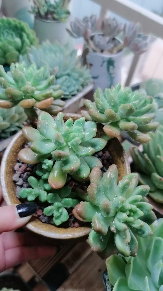 #香奈儿  连续下雨好多天,突然发现爆了好的小仔 #多肉植物