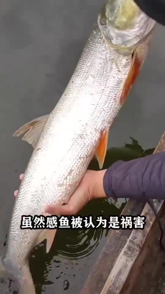 #我要上热门#它是水库一大祸害,如今变害为宝60元一斤