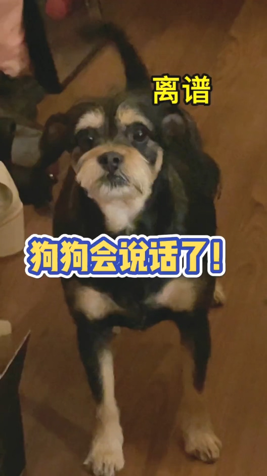 #我家萌宠成精了#我家狗是如何做到和我无障碍说话的?有谁帮我翻译一下吗?
