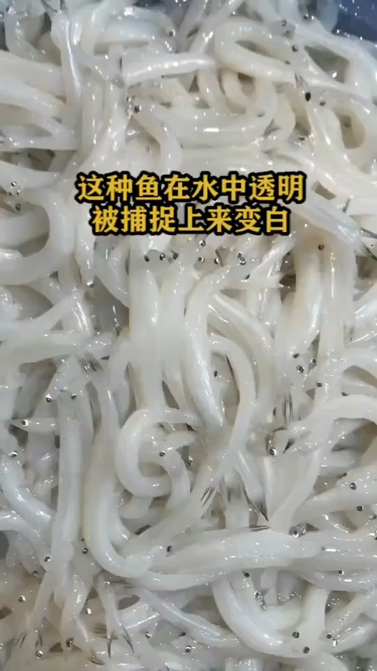 这种鱼在水中透明,被捕捉上来变白
