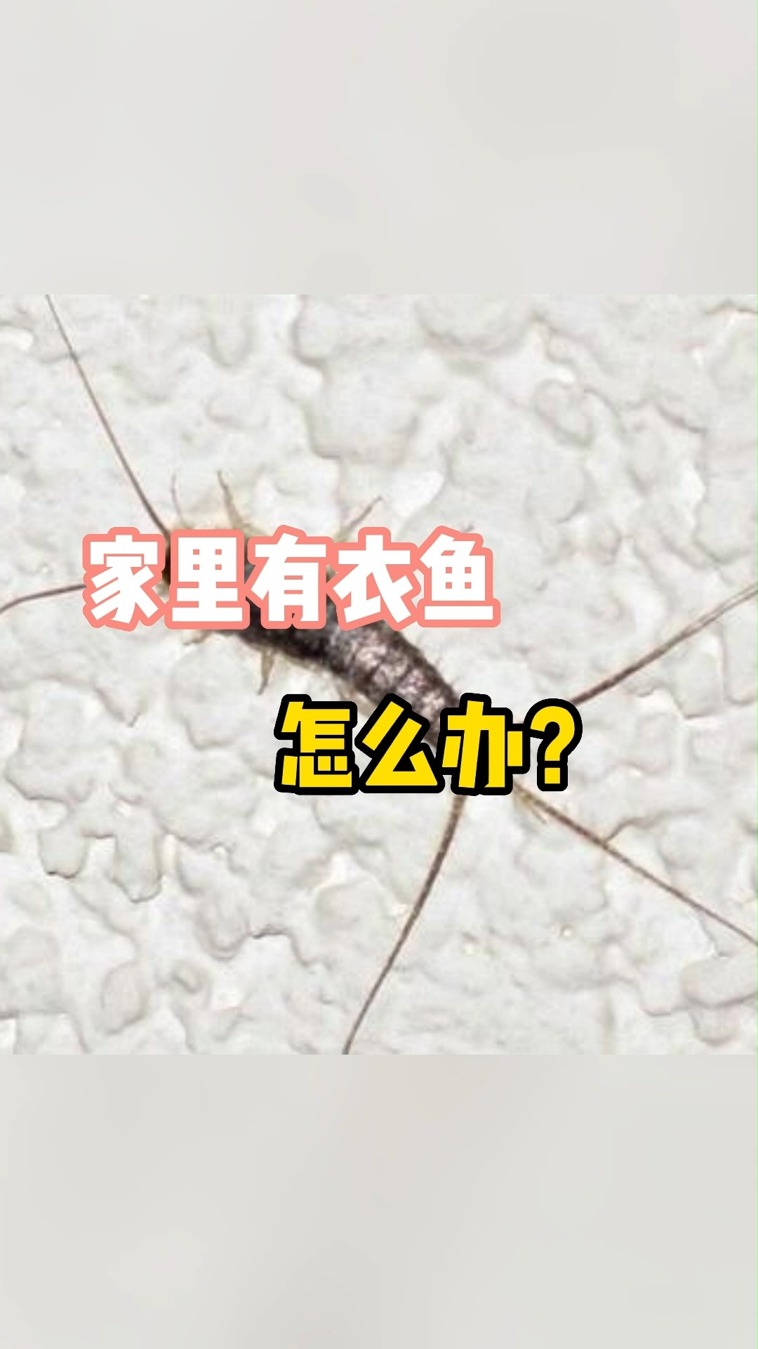#好物推荐#如何灭杀家里的衣鱼?