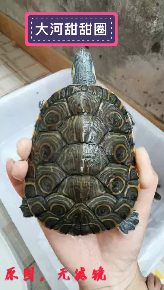 #养龟#大河甜甜圈龟亚成全品，10cm，指甲都在身上不带伤，颜色鲜艳，西瓜的撩
