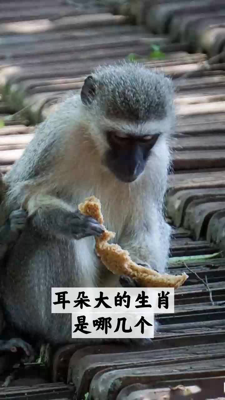 耳朵大的生肖是哪几个