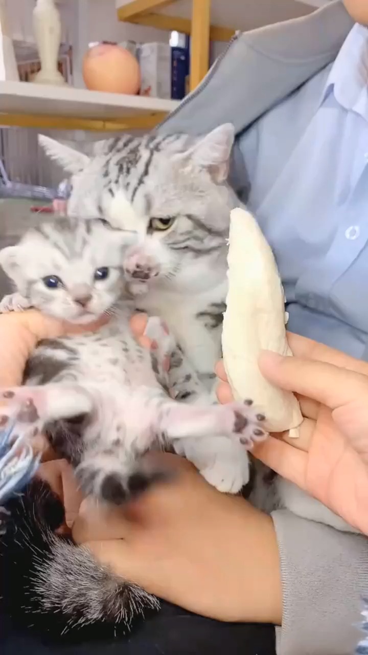 宝宝和鸡胸肉我选择鸡胸肉